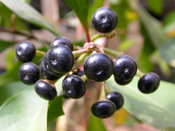 �������ܦ����¦⪺�ߪG