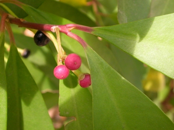 ��}���ᵲ�G�F