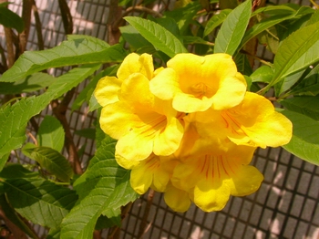 AA